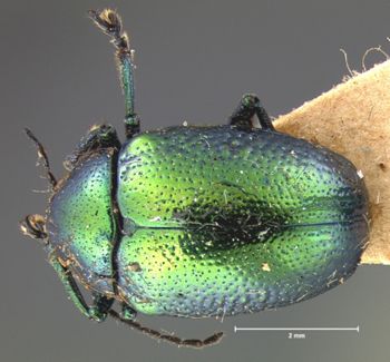 Media type: image; Entomology 17319   Aspect: habitus dorsal view